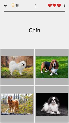 Cani - Foto-quiz sulle razze canine popolari screenshot 4
