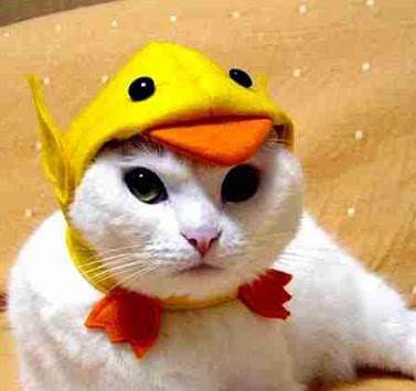 Funny Cats in Costume screenshot 9