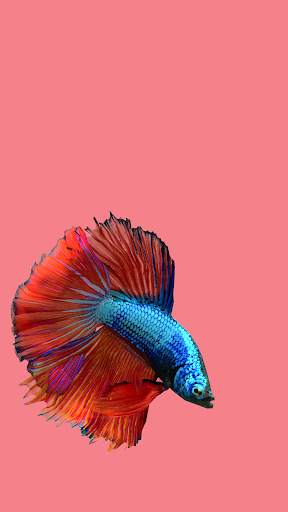 Betta Fish 3D Lite screenshot 5