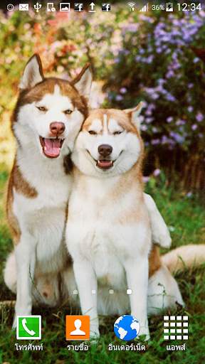 Siberian Husky Wallpaper screenshot 2
