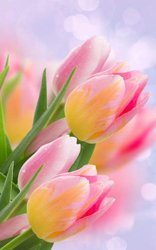 Tulips Live Wallpaper screenshot 6