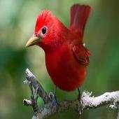 Beautiful Brids 1.0