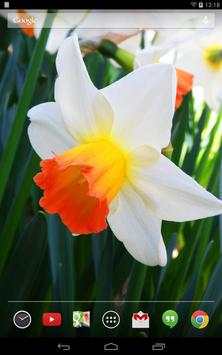 Daffodils Live Wallpaper screenshot 5