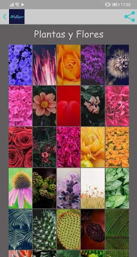 Wallppaper screenshot 5