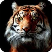 Tiger Live Wallpaper Aninal 1.0