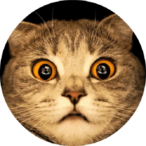 Cat Funny Sticker for WAStickerApps icon
