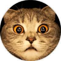 Cat Funny Sticker for WAStickerApps