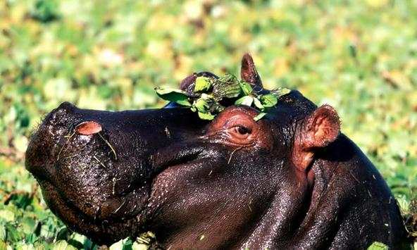 Hippopotamus wallpapers screenshot 1