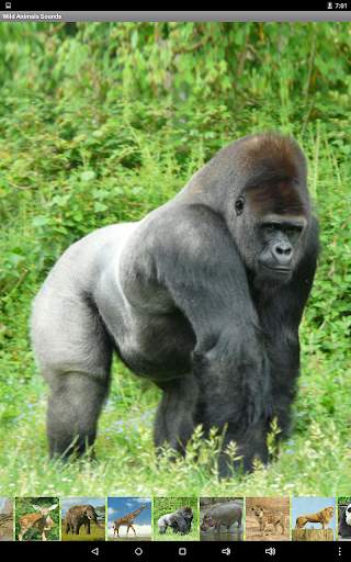 Wild Animals Sounds screenshot 12