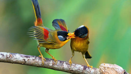 Birds Live Wallpaper : 7fon & LWP स्क्रीनशॉट 5