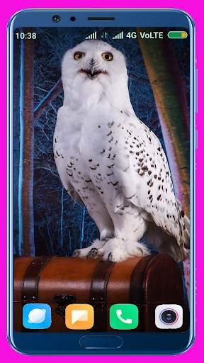 Owl Wallpaper screenshot 8