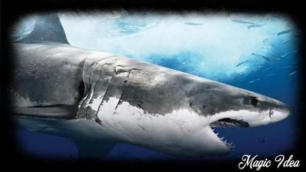 Megalodon Wallpaper screenshot 2