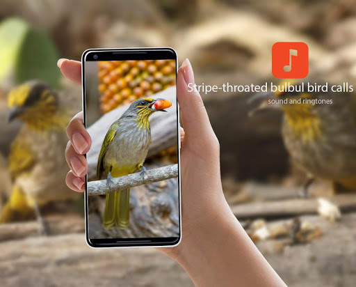 Stripe-throated bulbul bird calls screenshot 1