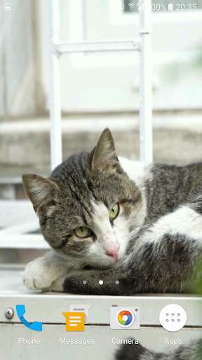 Lazy Cat Video Wallpaper screenshot 1
