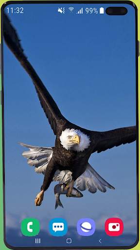 Eagle Wallpaper Best HD screenshot 14