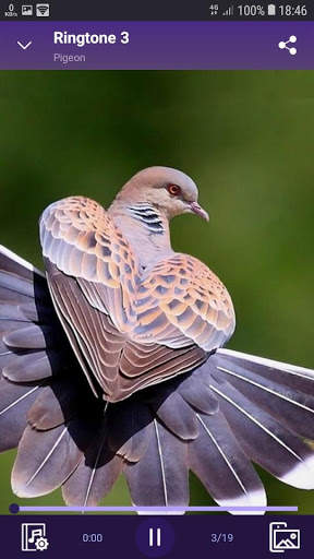 Pigeon - RINGTONES and WALLPAPERS screenshot 2