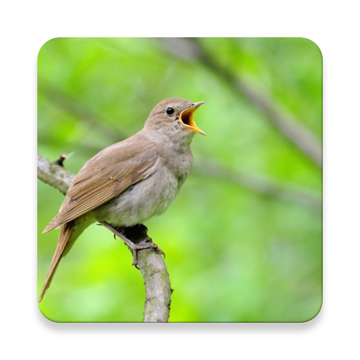 Nightingale Bird Sound Collections ~ Sclip.app icon