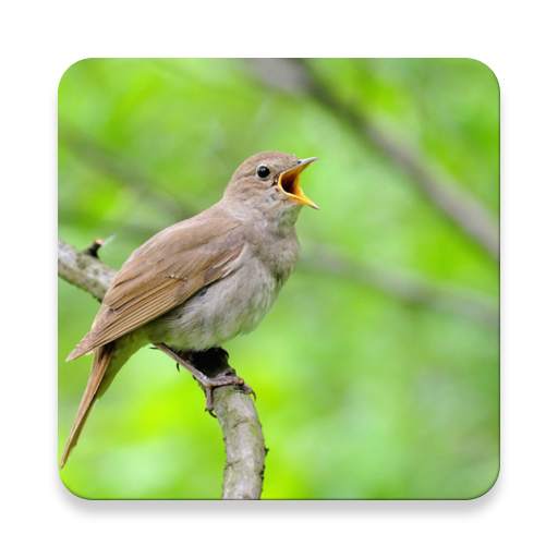 Nightingale Bird Sound Collections ~ Sclip.app 1.0.2