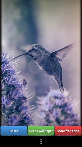Hummingbirds HD Wallpaper screenshot 3