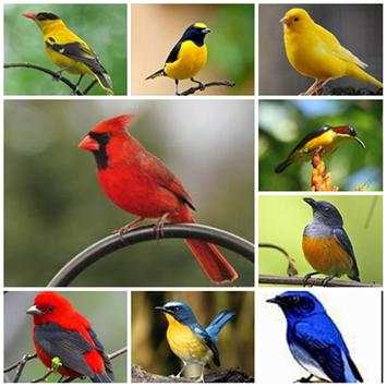 Bird Wallpaper HD screenshot 1