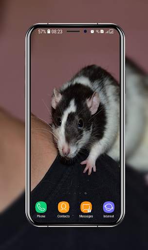 Cute Hamster Wallpaper screenshot 10