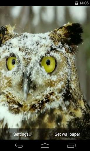 Owl Video Live Wallpaper screenshot 2