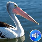 Pelican Bird Sounds Ringtones 2.0