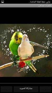 Birds Wallpapers HD Cards screenshot 3