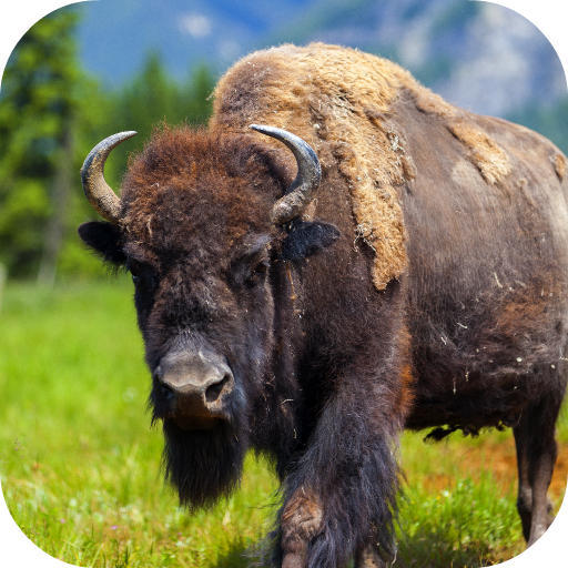 Buffalo Sounds icon