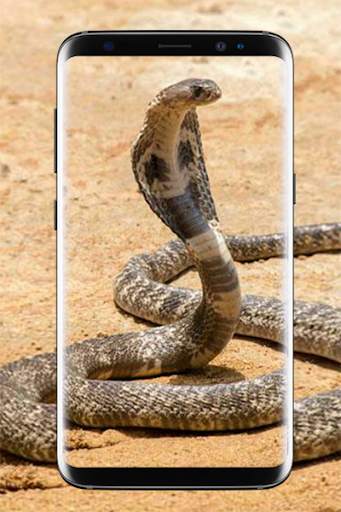 King Cobra Wallpapers HD скриншот 1