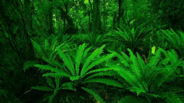 Jungle Live Wallpaper : 7fon & LWP screenshot 6