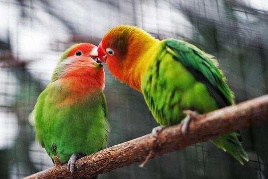 Birds Jigsaw Puzzle скриншот 5