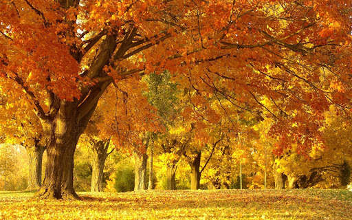 Autumn Wallpapers | hd backgrounds screenshot 15