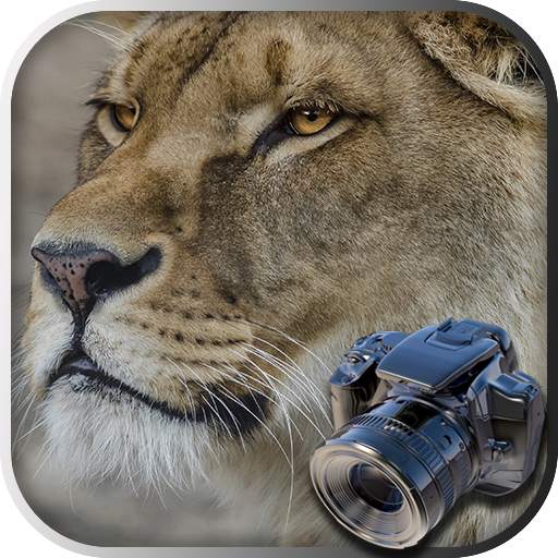 Hidden Animals: Photo Hunt - Seek and Find Games 1.3.002
