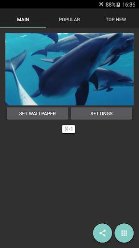 Dolphins Live Wallpaper screenshot 7