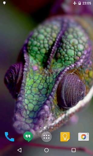 Chameleon Live Wallpaper screenshot 4
