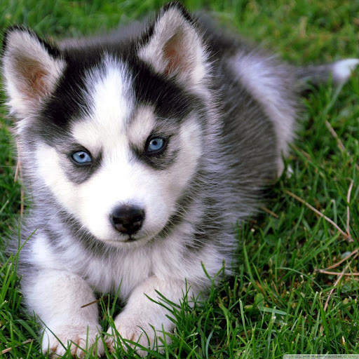 Puppy Wallpapers screenshot 1