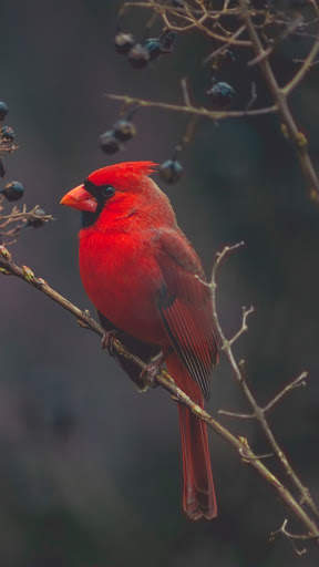 Bird Wallpaper 4K screenshot 11