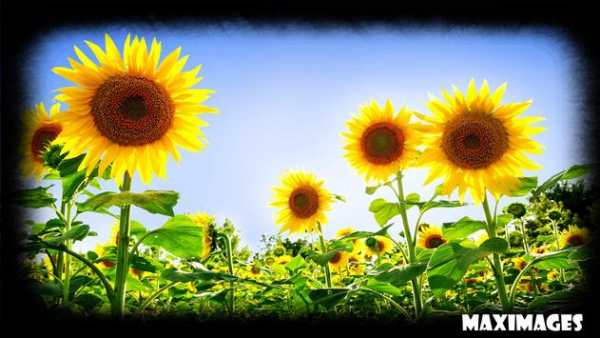 Sunflower Wallpaper screenshot 1