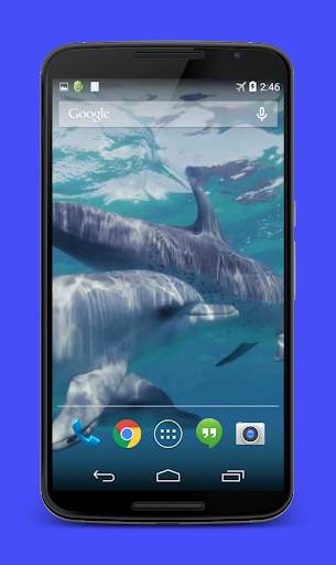 Dolphins Video Live Wallpaper screenshot 4