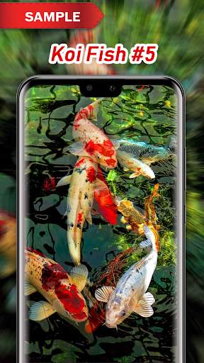 Koi Fish Wallpapers screenshot 6