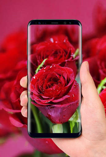 Beautiful Rose Free Live Wallpaper screenshot 2