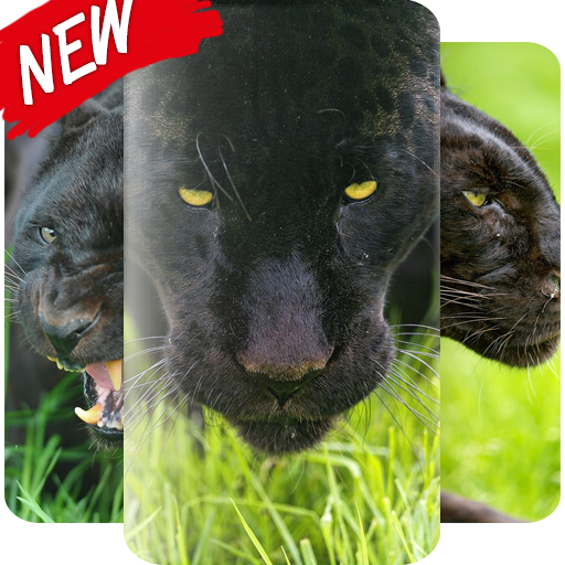 Black Panther Wallpaper icon
