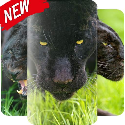 Black Panther Wallpaper 1.0