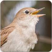 Common Nightingale Bird Sounds : Nightingale Song 2.1.0