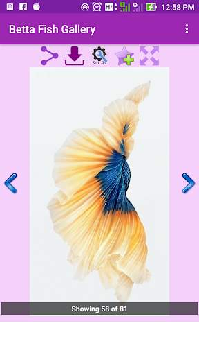 Betta Fish Wallpaper screenshot 4