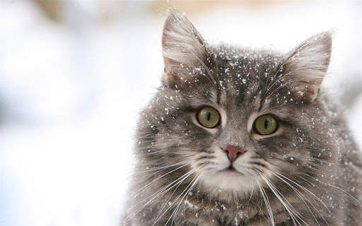 Snow Cats Live Wallpaper screenshot 13