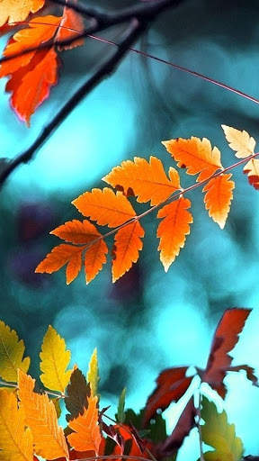 Autumn Wallpapers HD & 4k Backgrounds screenshot 6