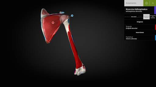 Anatomyka - Anatomía 3D screenshot 10