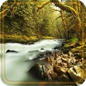 Forest Gallery live wallpaper 1.3